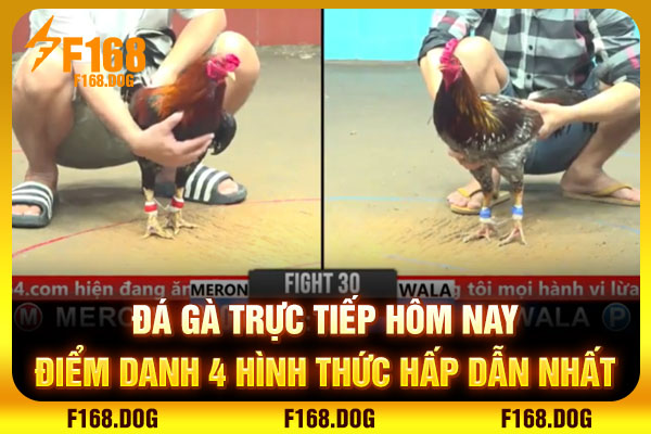 Đá Gà Trực Tiếp Hôm Nay | Điểm Danh 4 Hình Thức Hấp Dẫn Nhất