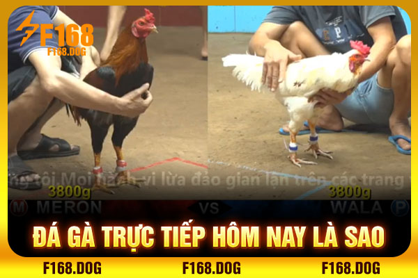 Đá gà trực tiếp hôm nay là sao