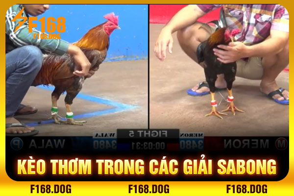 Kèo thơm trong các giải Sabong Kèo thơm trong các giải Sabong