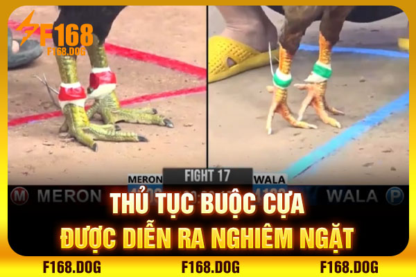 Thủ tục buộc cựa được diễn ra nghiêm ngặt Thủ tục buộc cựa được diễn ra nghiêm ngặt